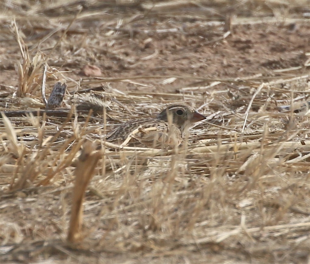Thick-billed Longspur - ML398302341
