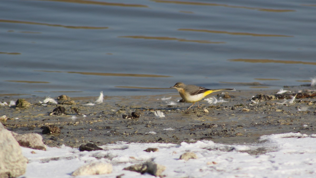 Gray Wagtail - ML398304541