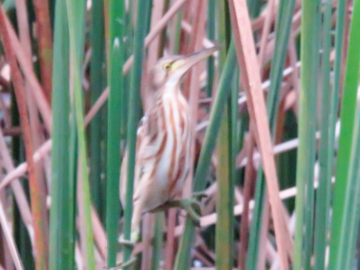 Yellow Bittern - ML398304811