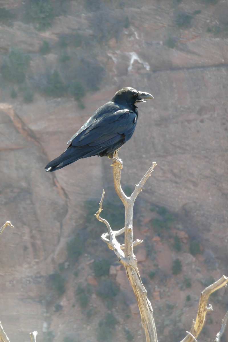Common Raven - ML398306091