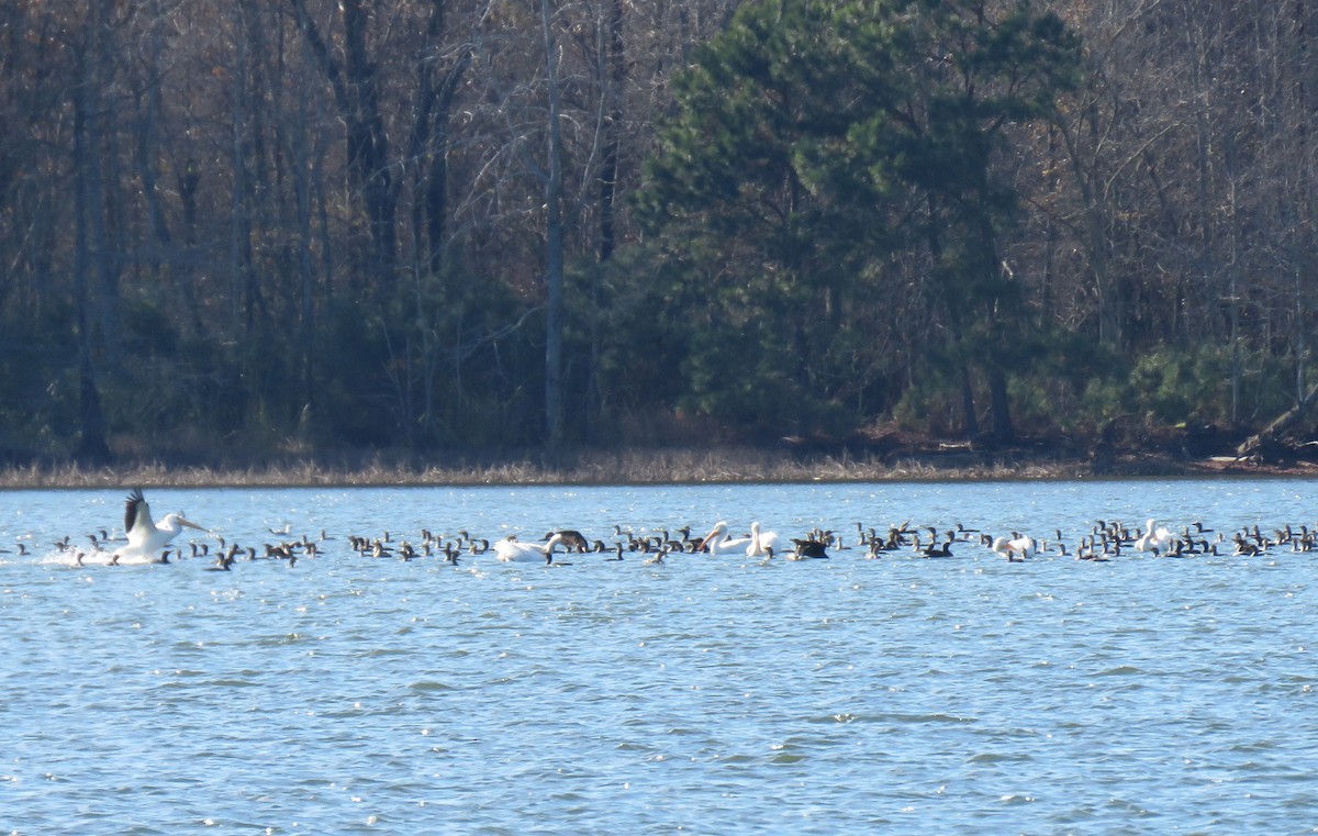 American White Pelican - Julie Mobley