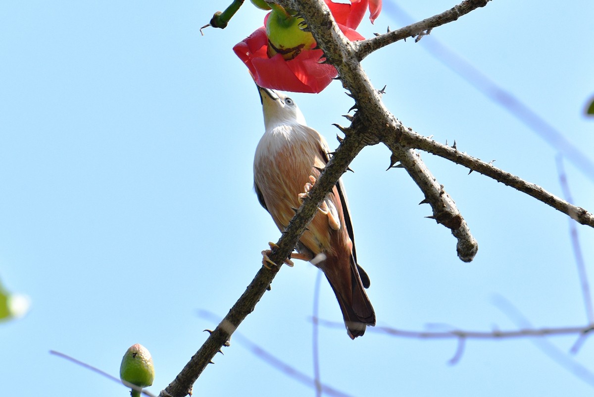 Malabar Starling - ML398306521