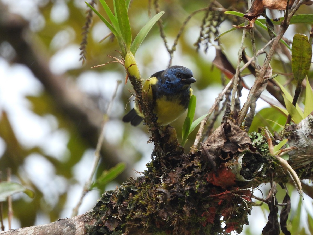 Turquoise Tanager - Juan Aguilar