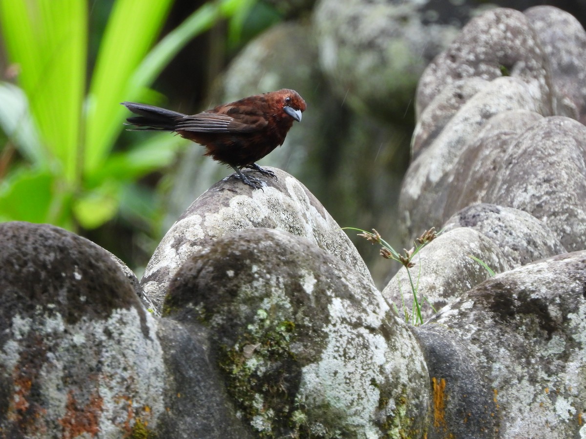 Silver-beaked Tanager - ML398308291