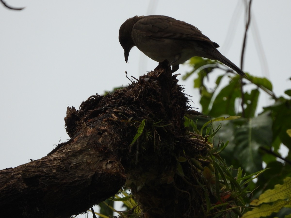 Black-billed Thrush - ML398308321