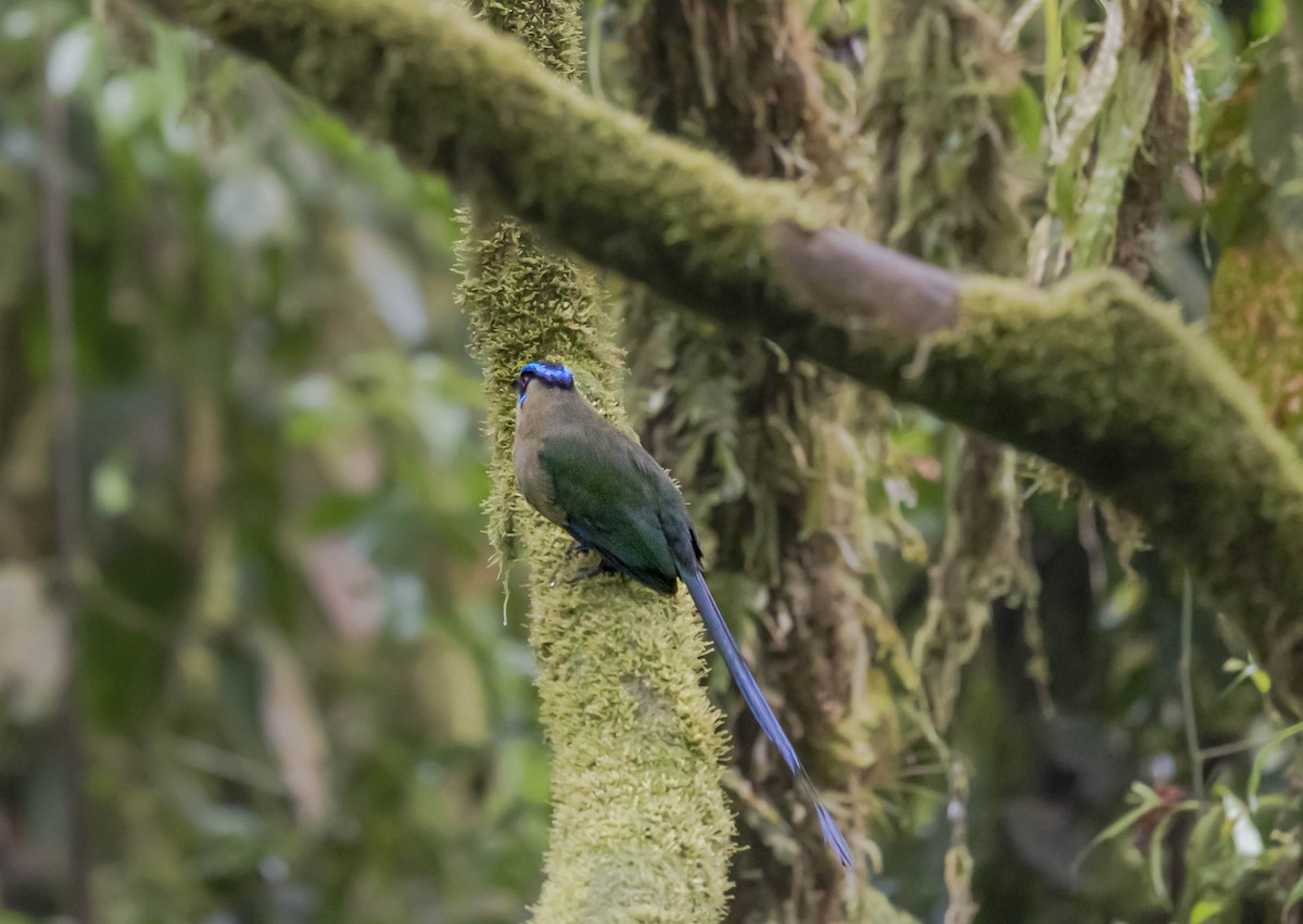 Motmot d'Équateur - ML398311791