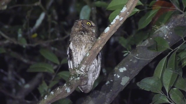 Black-capped Screech-Owl - ML398311921