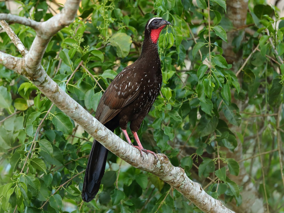 White-browed Guan - ML398312061