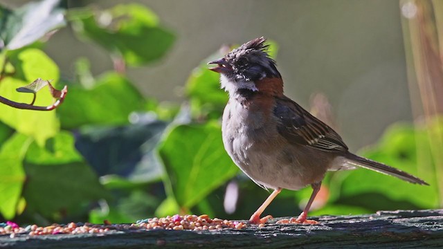 Rufous-collared Sparrow - ML398312501