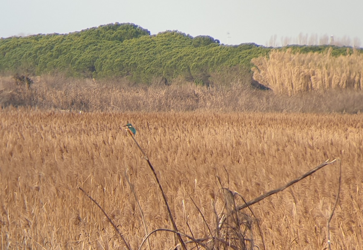 Common Kingfisher - ML398313051