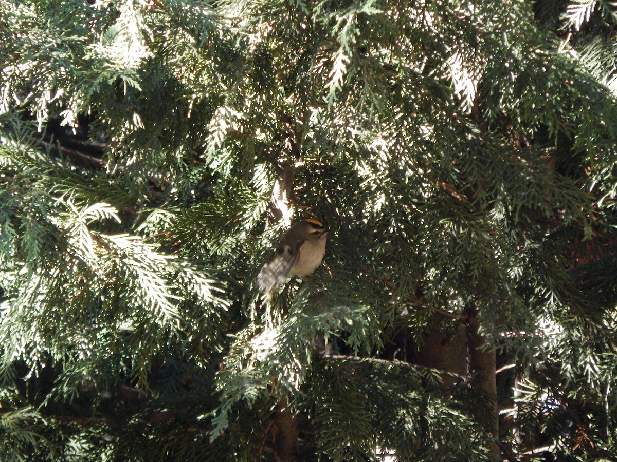 Golden-crowned Kinglet - ML39831371