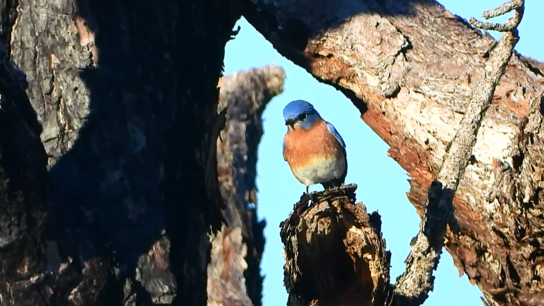 Eastern Bluebird - ML398313711