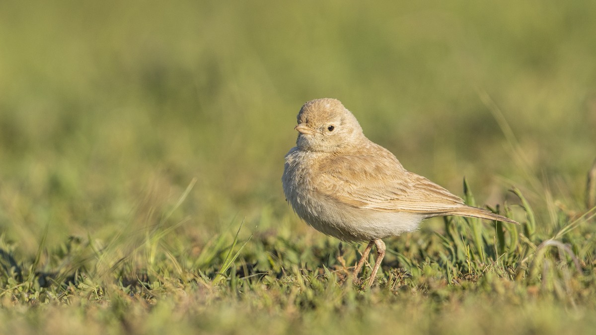 Bar-tailed Lark - ML398314531