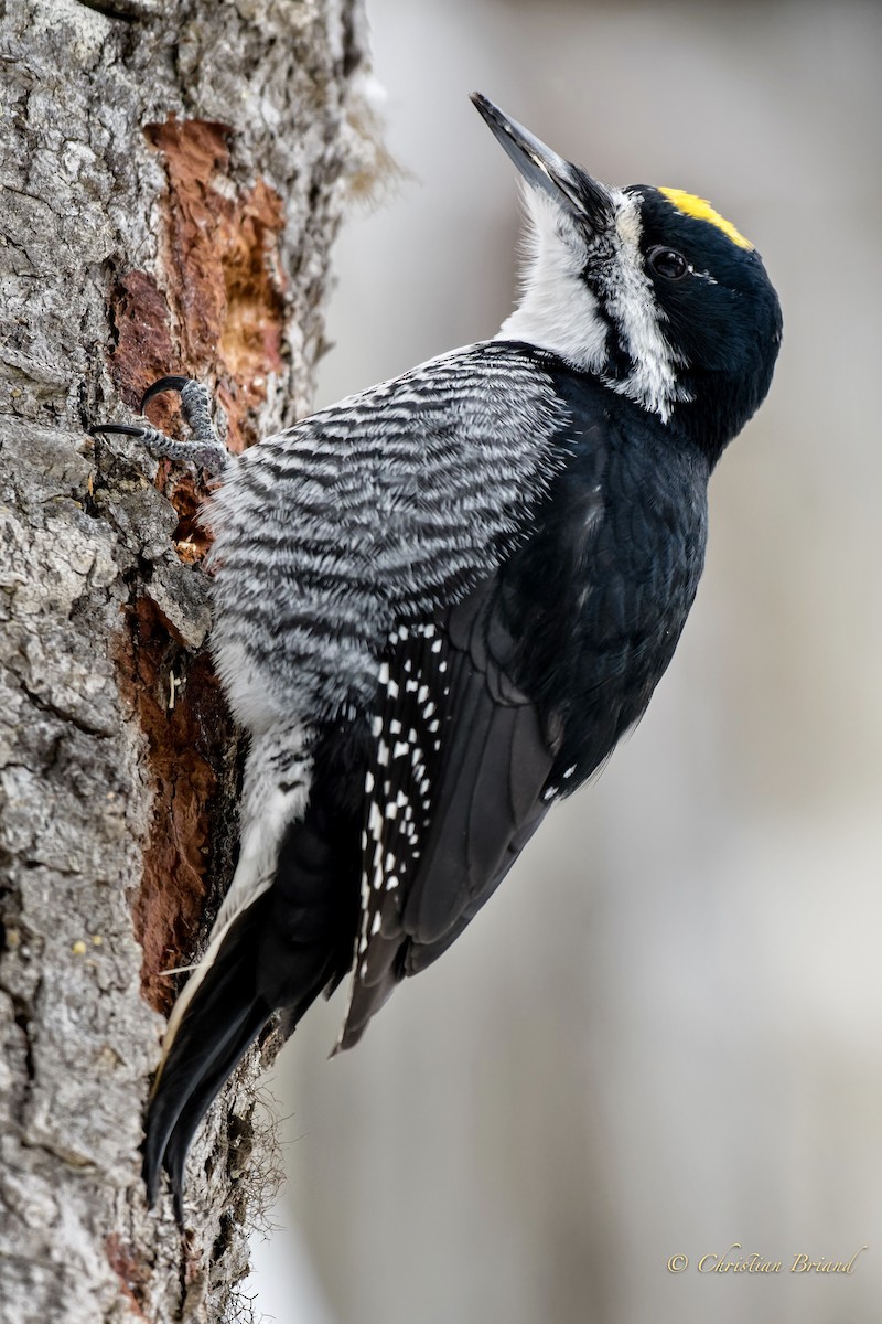 Black-backed Woodpecker - Christian Briand