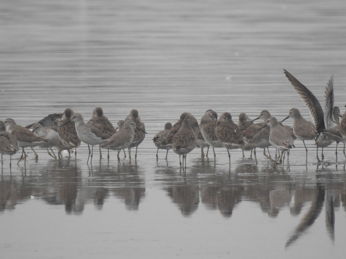 Stilt Sandpiper - ML398315621