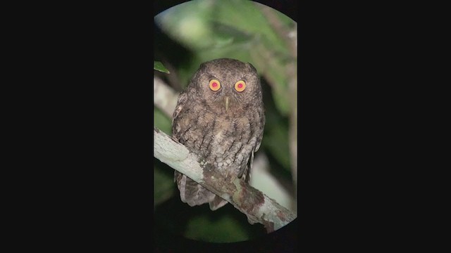 Foothill Screech-Owl - ML398315731