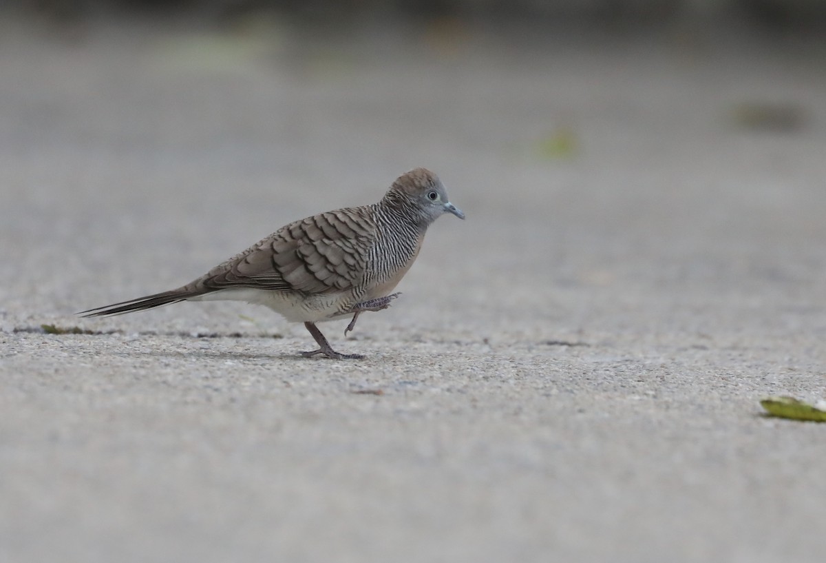 Zebra Dove - ML398315961