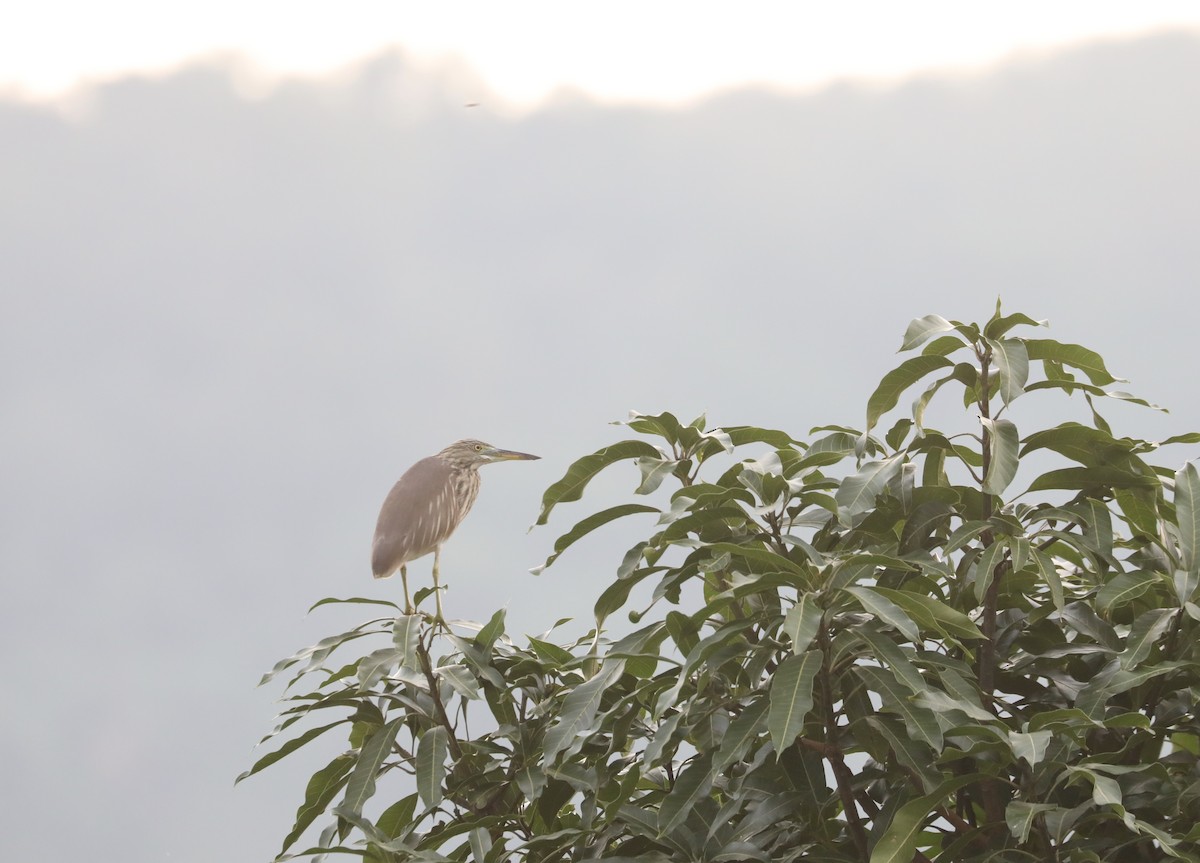 Chinese Pond-Heron - Noel  Hohenthal