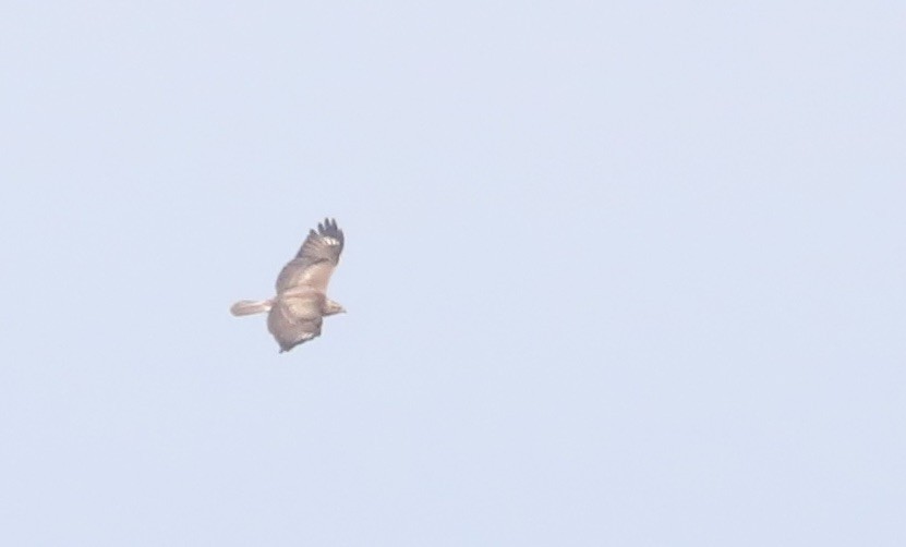 Eastern Buzzard - Noel  Hohenthal