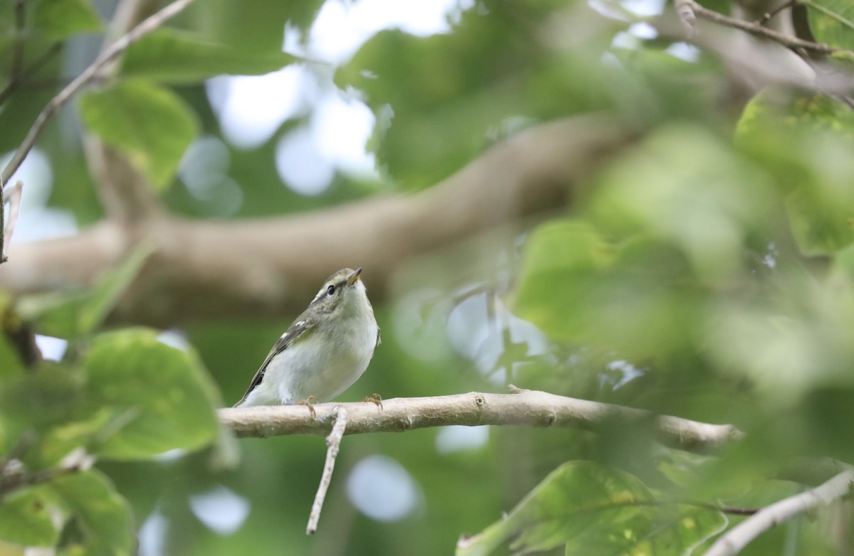 Yellow-browed Warbler - Noel  Hohenthal