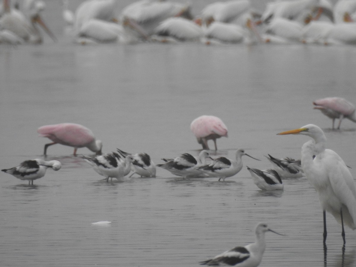 Avocette d'Amérique - ML398316581