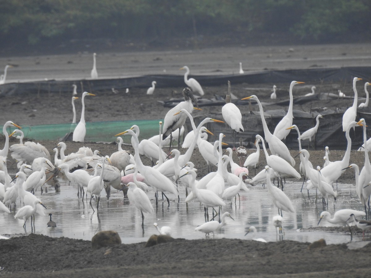 Great Egret - ML398316801