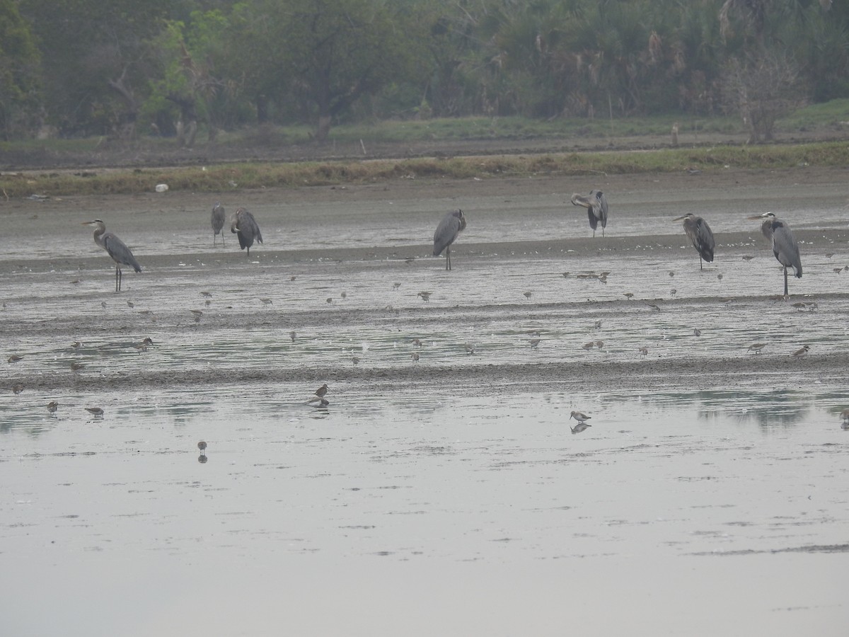 Great Blue Heron - ML398316841