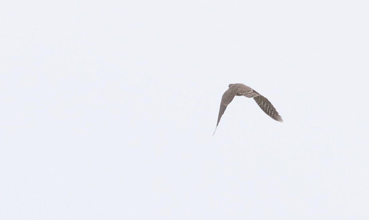 Large Hawk-Cuckoo - Noel  Hohenthal
