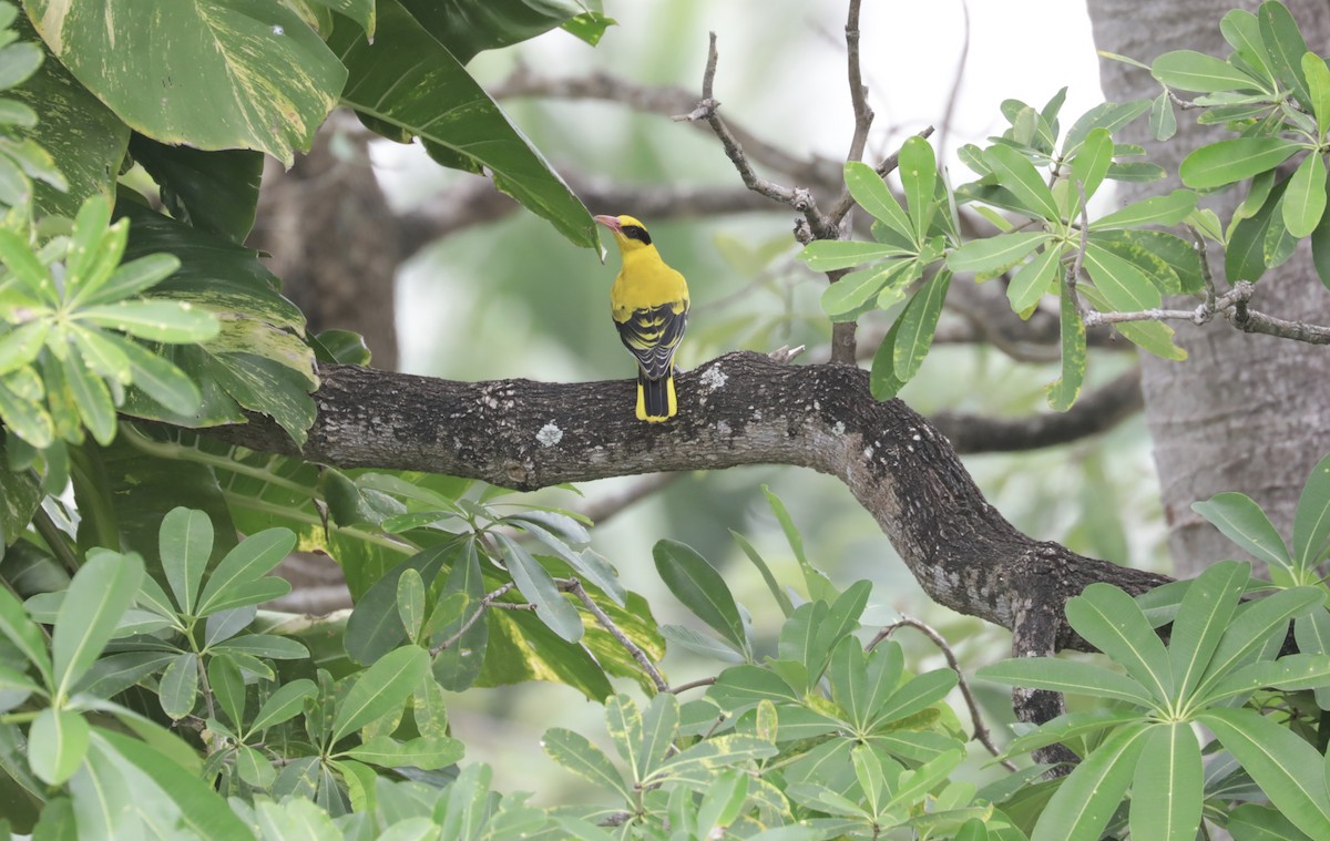 Black-naped Oriole - Noel  Hohenthal