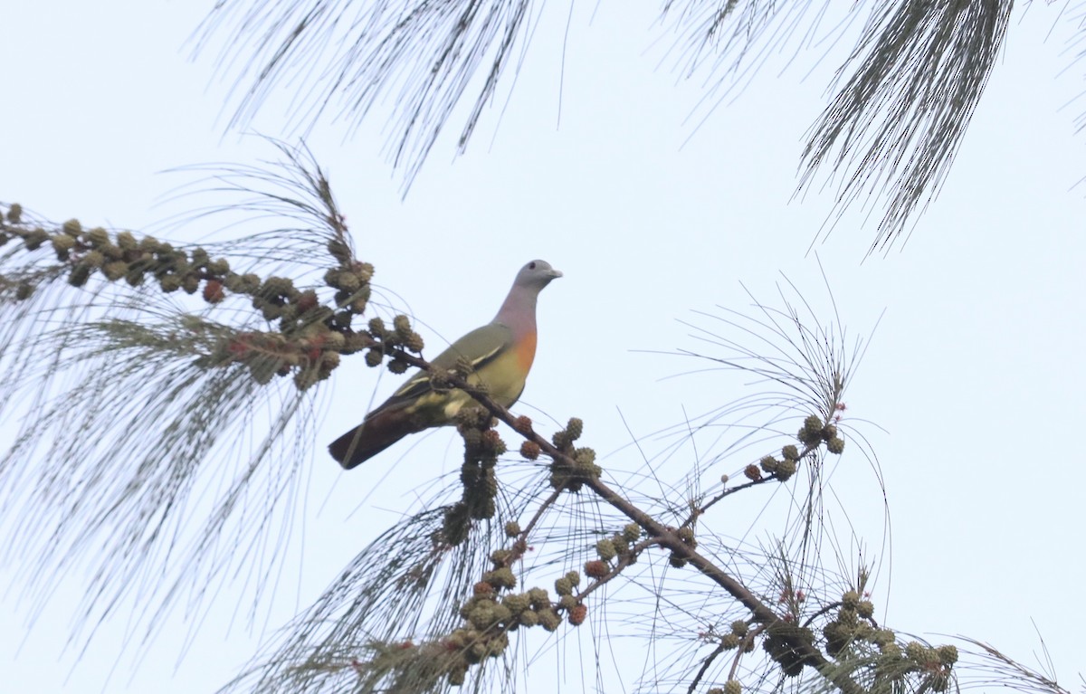 Pink-necked Green-Pigeon - Noel  Hohenthal