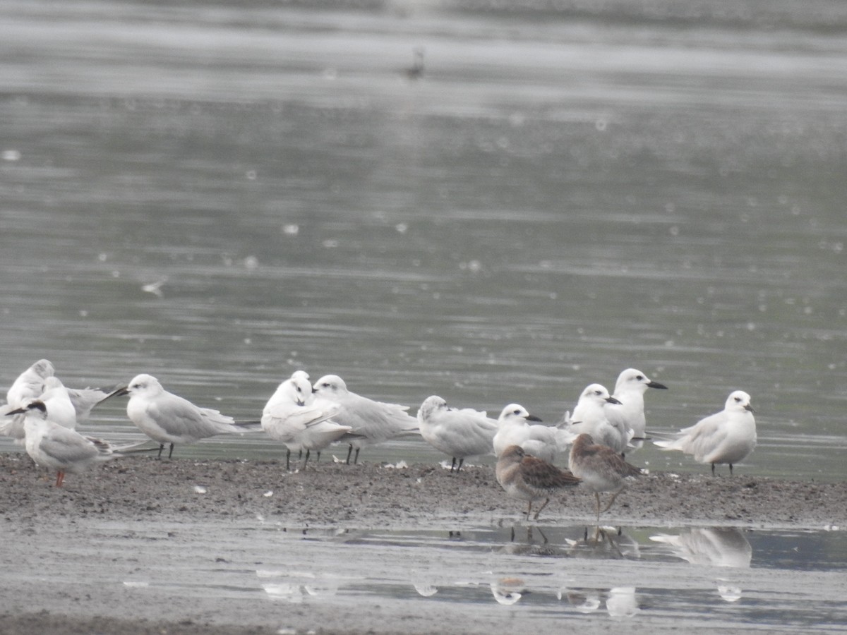 Gull-billed Tern - ML398317401