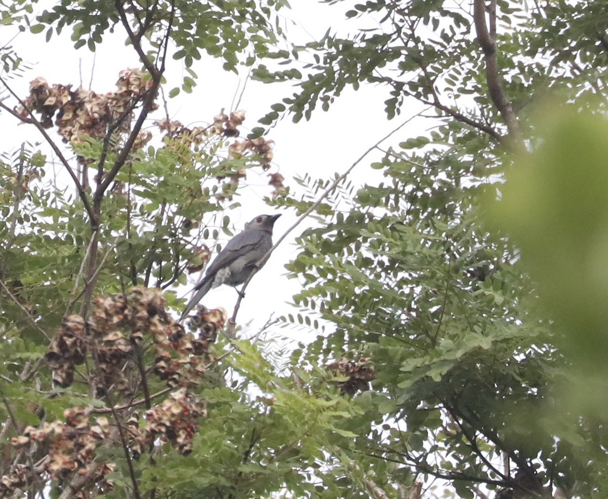 Kül Rengi Drongo - ML398317461