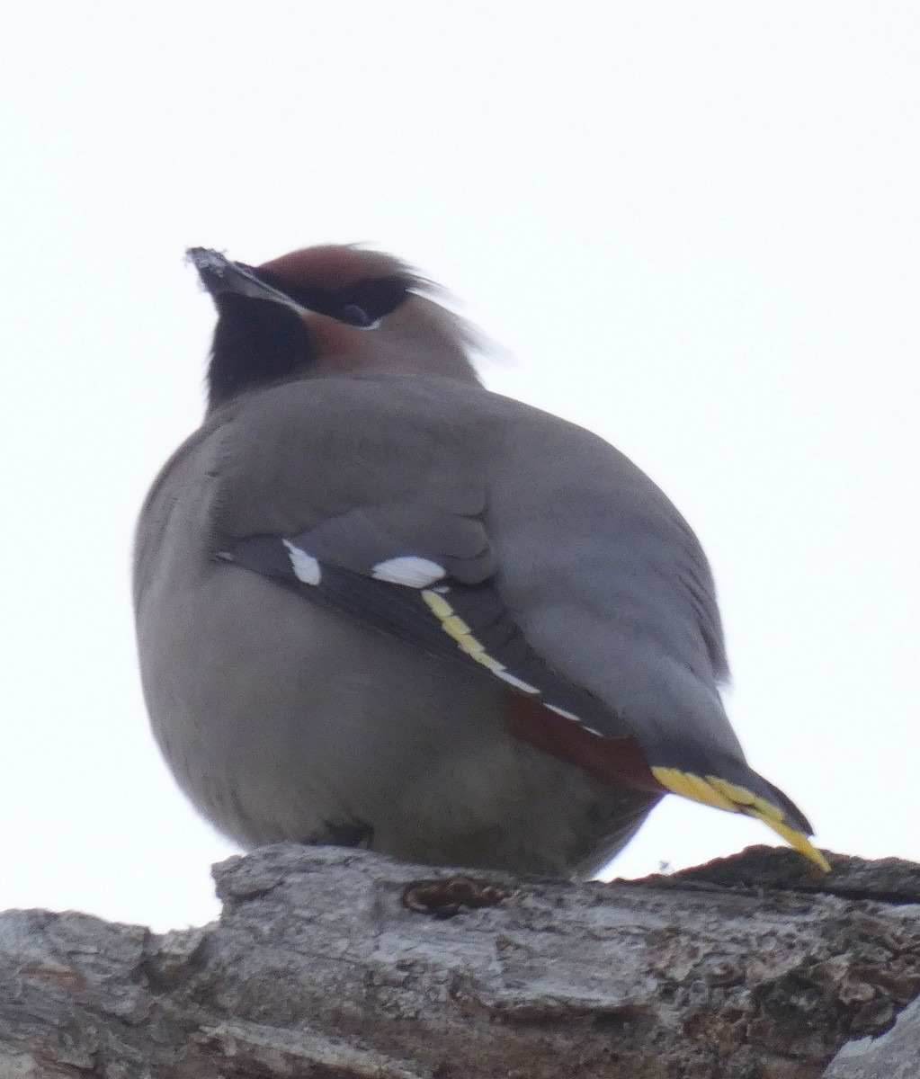 Bohemian Waxwing - ML398317681