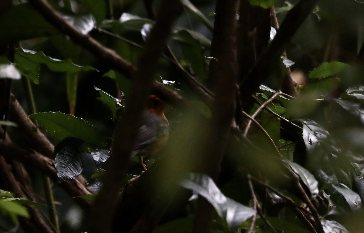 Orange-headed Thrush - Noel  Hohenthal