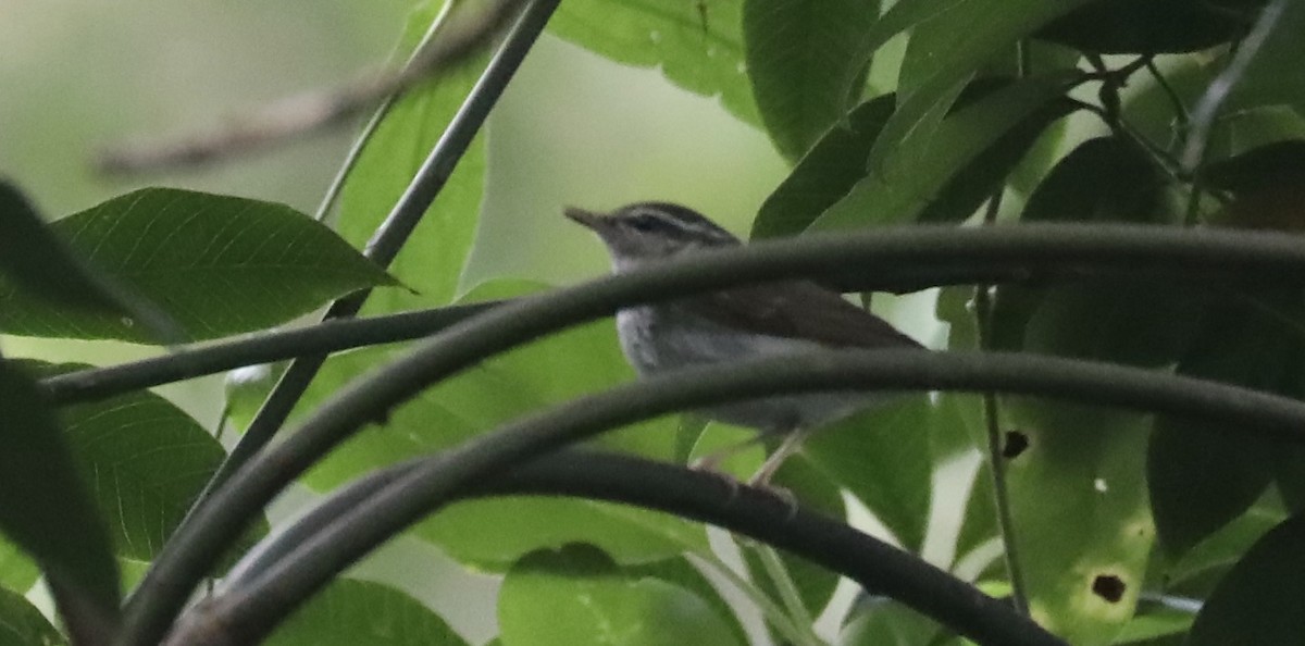 Pale-legged/Sakhalin Leaf Warbler - Noel  Hohenthal