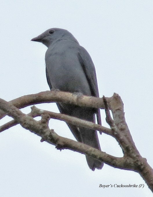 Boyer's Cuckooshrike - ML398318971