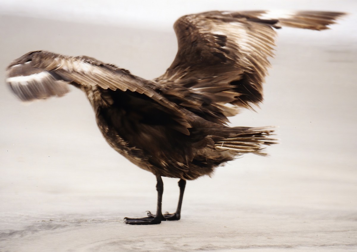 South Polar Skua - jerry amerson