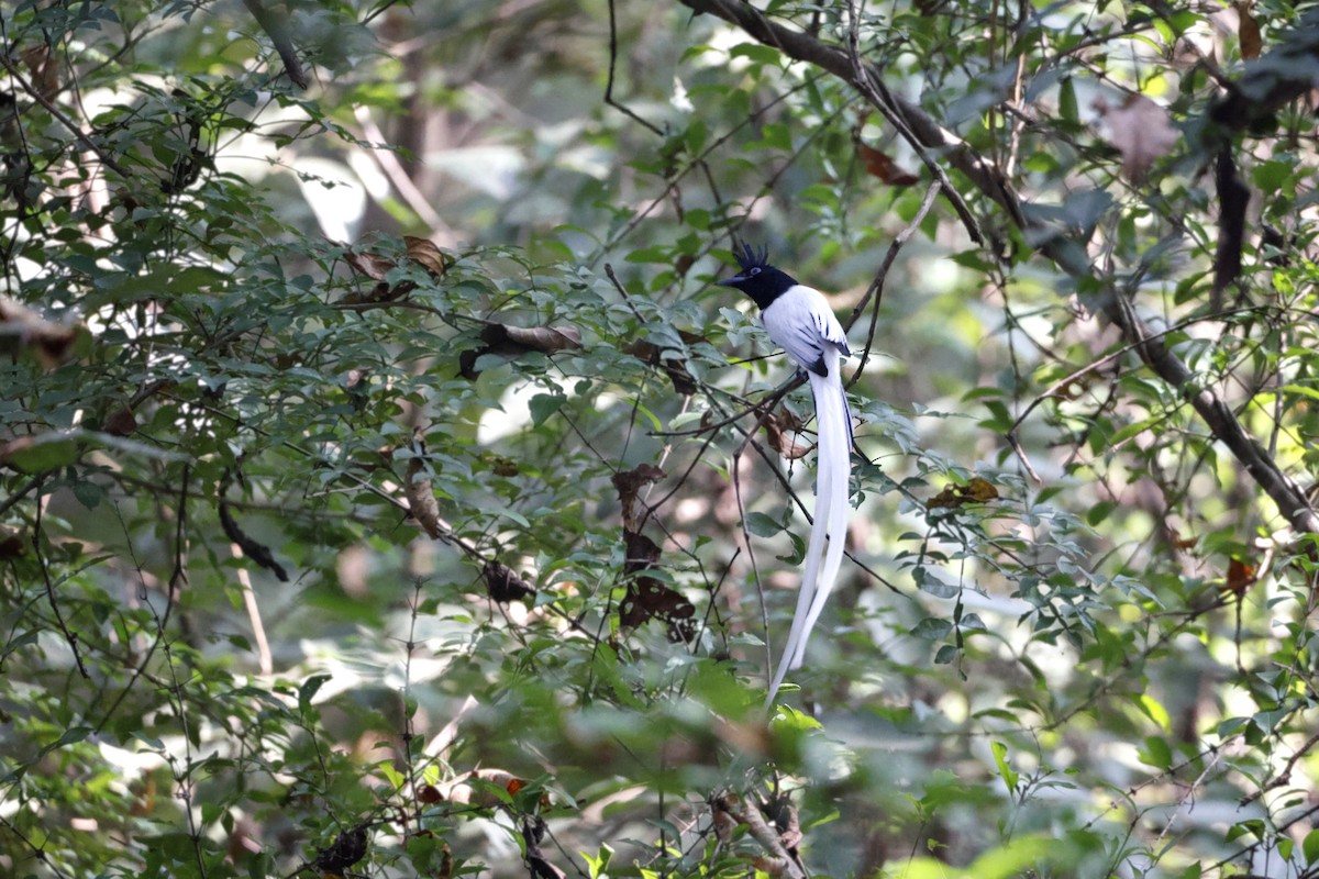 Indian Paradise-Flycatcher - ML398321691