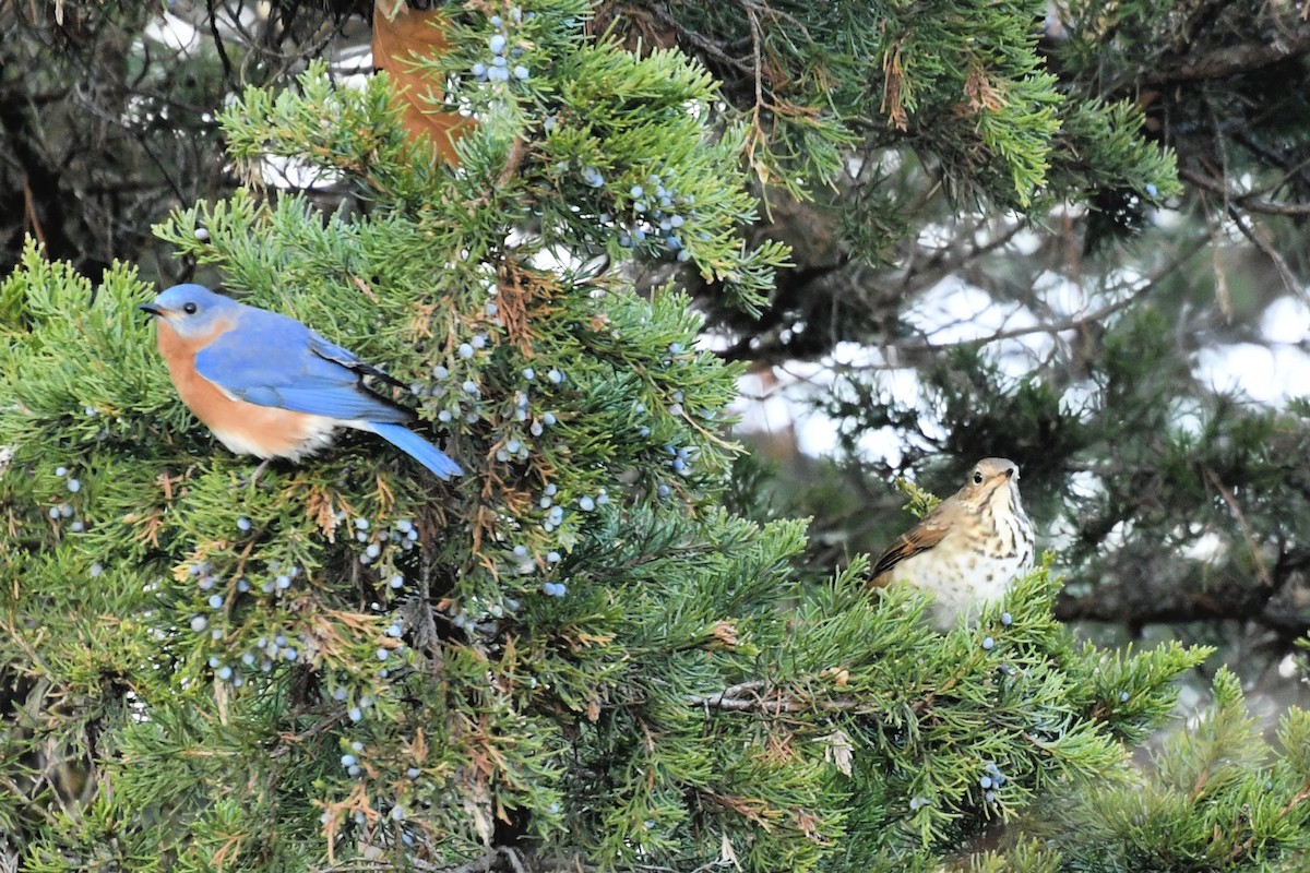 Hermit Thrush - ML398321711