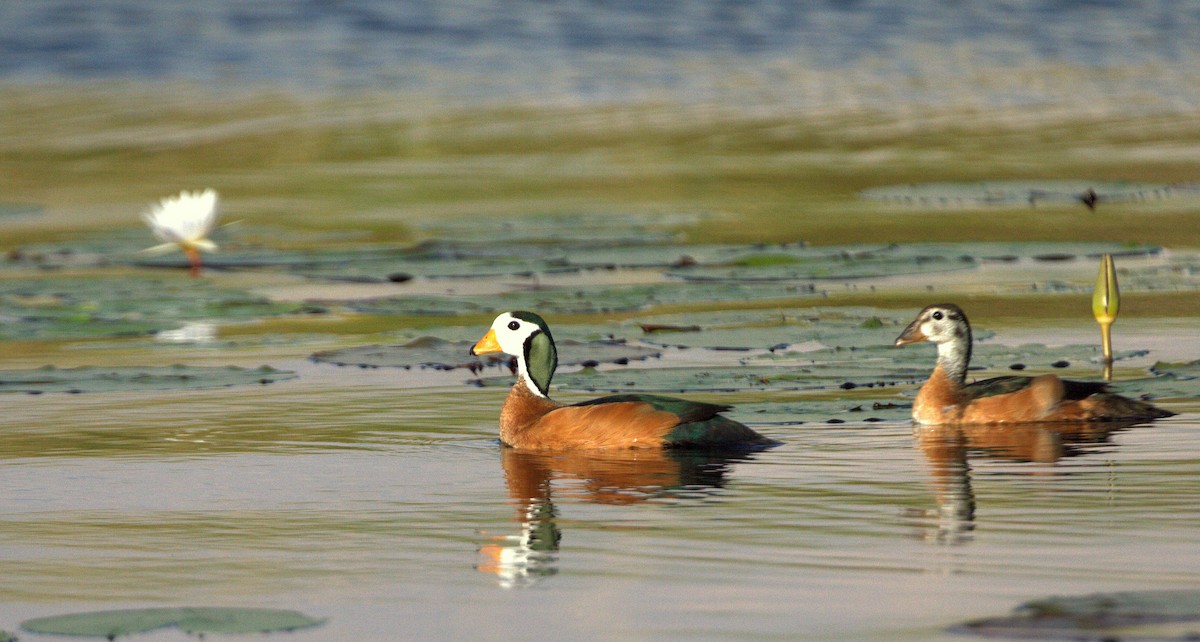 African Pygmy-Goose - ML398321801