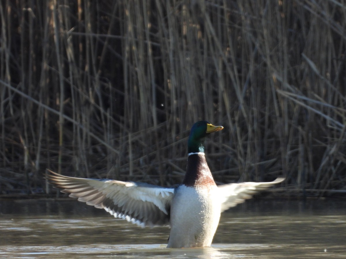 Mallard - Liam O'Leary