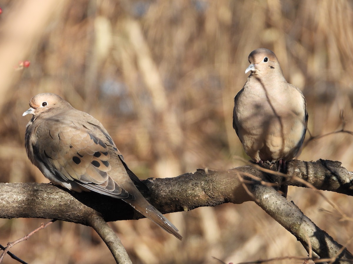 Mourning Dove - ML398323031