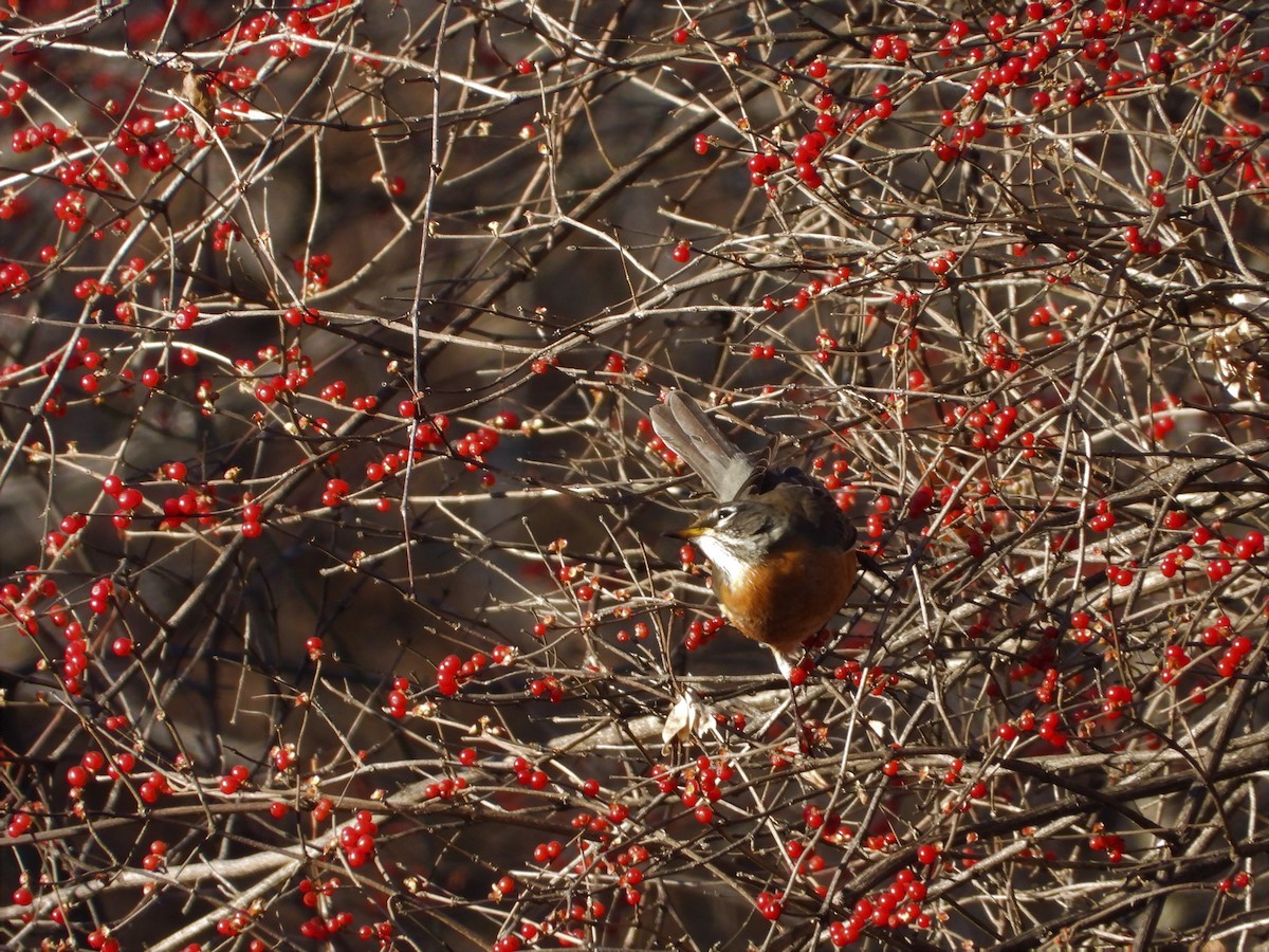 American Robin - ML398323071