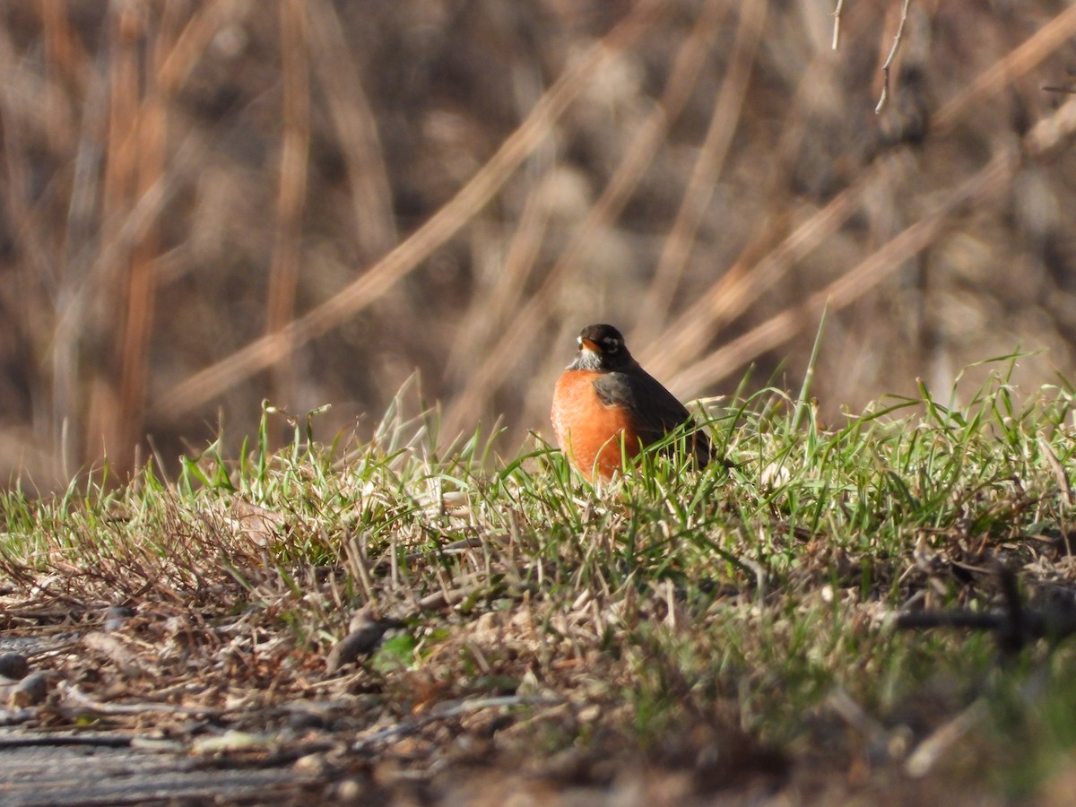 American Robin - Liam O'Leary