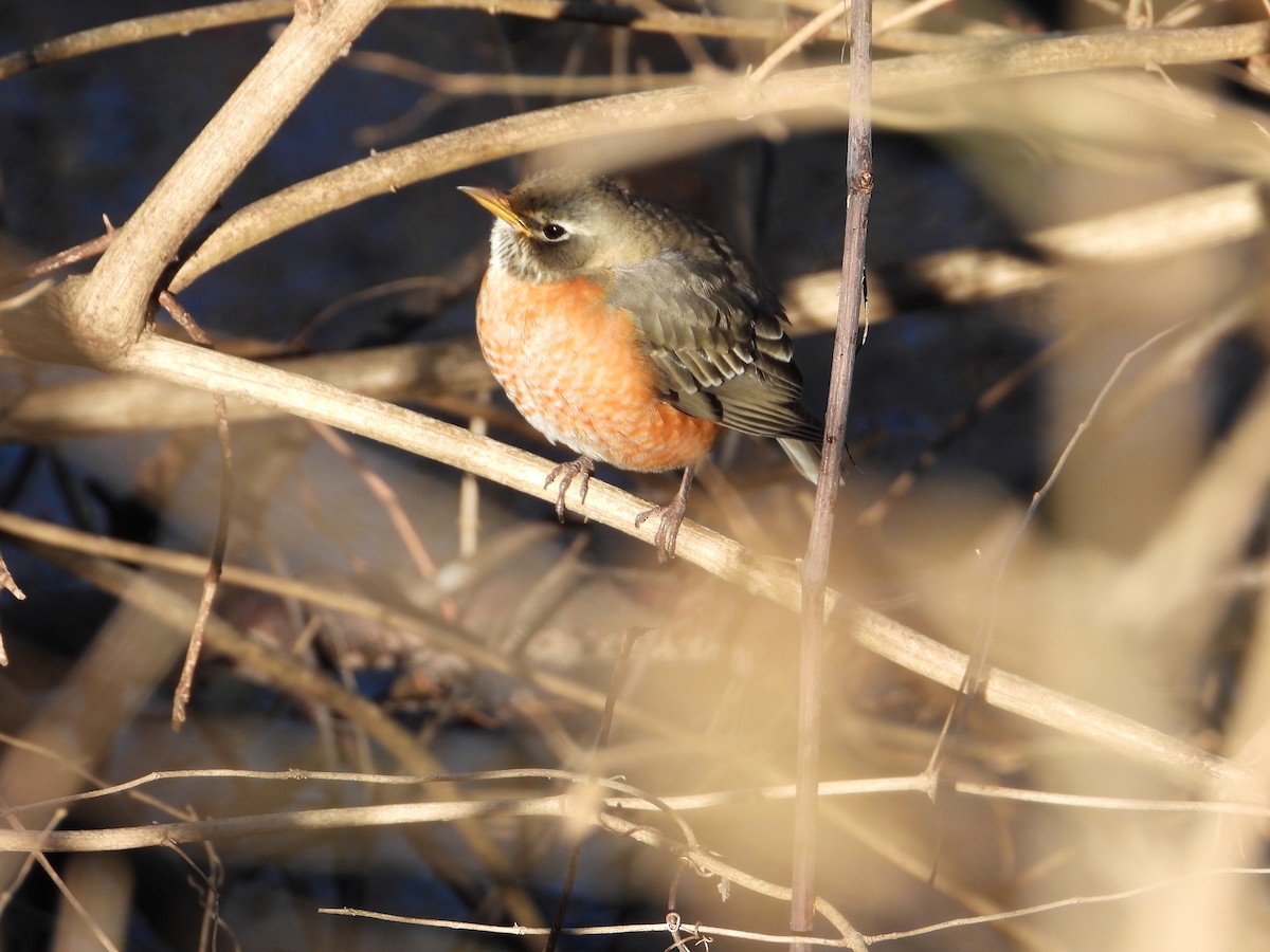 American Robin - ML398323111