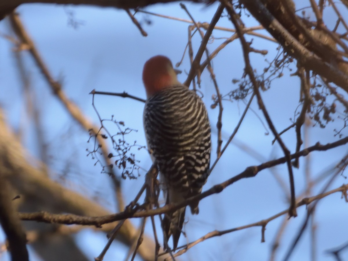 Red-bellied Woodpecker - ML398323671