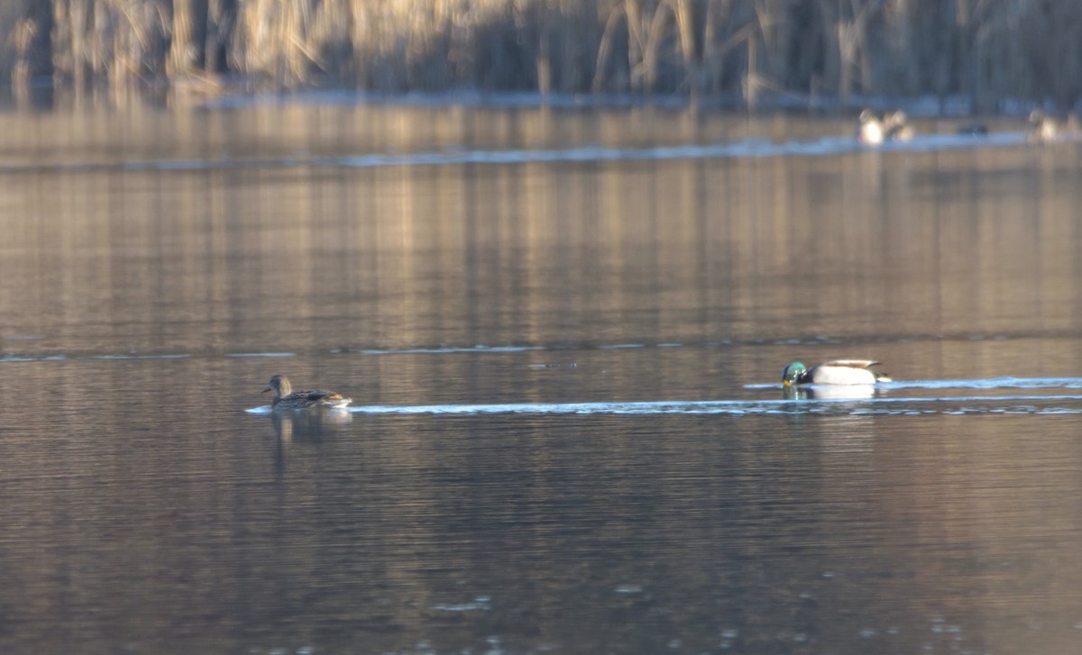 Mallard - ML398323681