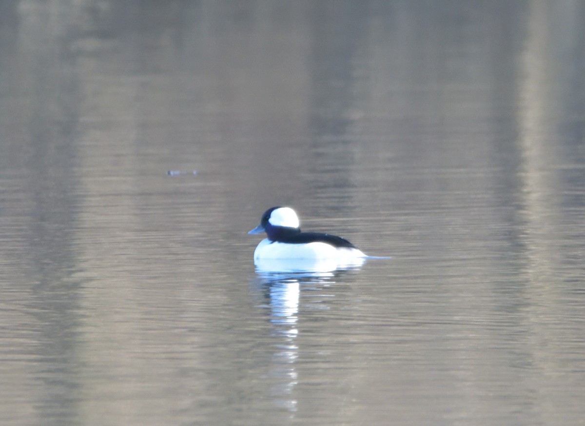 Bufflehead - ML398323731