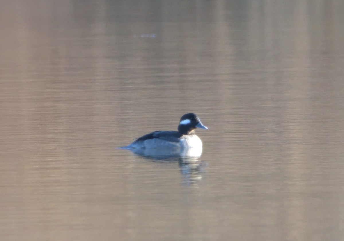 Bufflehead - ML398323751