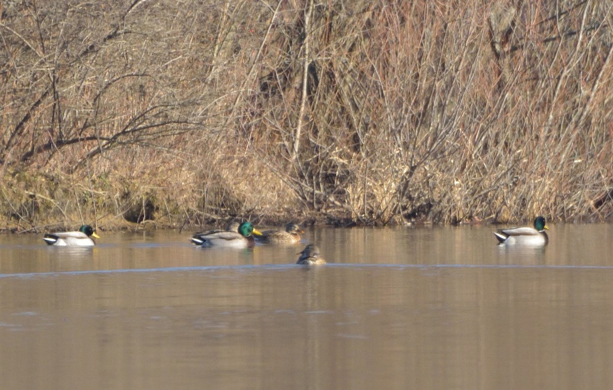 Mallard - ML398323801